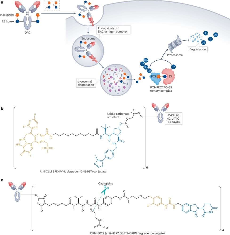 Week 1, June 2026: Degrader-Antibody Conjugates: Emerging ADC Formats