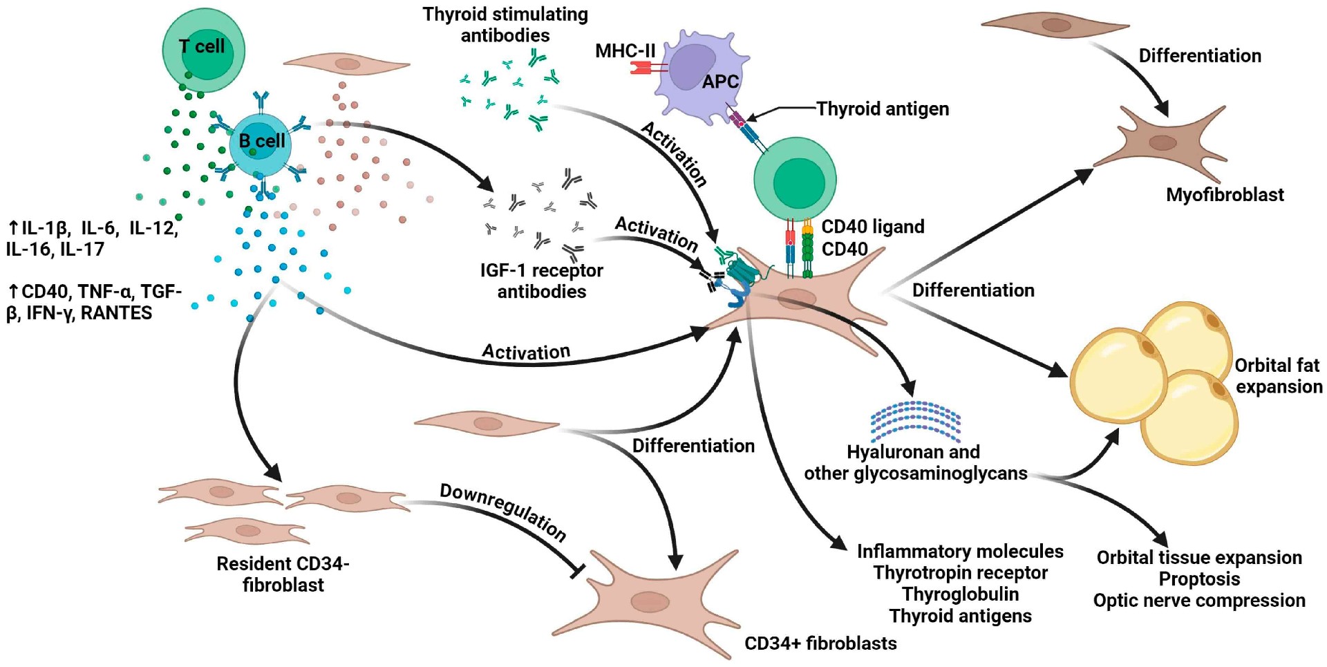 Week 1, July 2026: Antibody Therapeutics for Thyroid Eye Disease