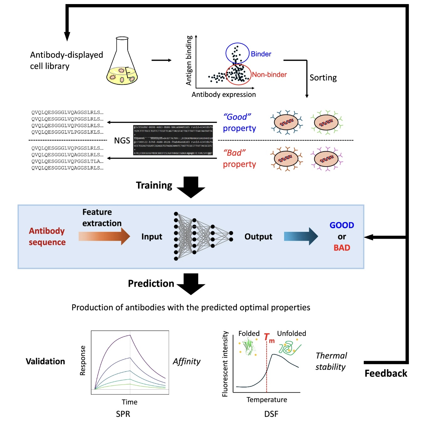 data-driven-antibody-design.jpg