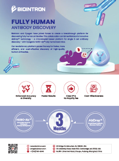 Fully Human Antibody Discovery